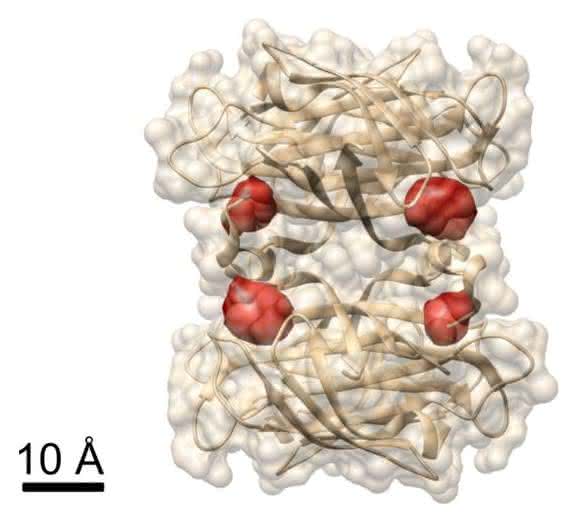 Protein Streptavidin