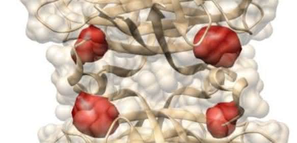 Protein Streptavidin