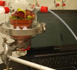 Ein Forschungsteam um Prof. Dr. Heinz Rennenberg und Lukas Fasbender vom Institut für Forstwissenschaften der Universität Freiburg hat nachgewiesen, dass die Venusfliegenfalle aus ihrer Beute auch Energie gewinnt. (Foto: Lukas Fasbender) Ein Forschungsteam um Prof. Dr. Heinz Rennenberg und Lukas Fasbender vom Institut für Forstwissenschaften der Universität Freiburg hat nachgewiesen, dass die Venusfliegenfalle aus ihrer Beute auch Energie gewinnt. (Foto: Lukas Fasbender)