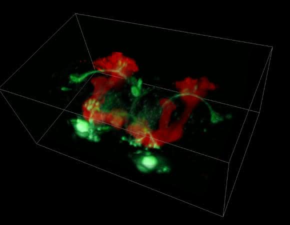 Fruchtfliegen-Gehirn: Aufnahme des kompletten Gehirns einer erwachsenen Fruchtfliege in-vivo mit 10 Bildstapeln pro Sekunde. Nervenzellen 2-fach markiert mit exprimierten GFP- (grün) bzw. dsRed-Marker (rot), Bildfeldgröße 450 x 264 x 227 µm. (Aufnahme: Hillman / Li / Schaffer, Columbia University) Fruchtfliegen-Gehirn: Aufnahme des kompletten Gehirns einer erwachsenen Fruchtfliege in-vivo mit 10 Bildstapeln pro Sekunde. Nervenzellen 2-fach markiert mit exprimierten GFP- (grün) bzw. dsRed-Marker (rot), Bildfeldgröße 450 x 264 x 227 µm. (Aufnahme: Hillman / Li / Schaffer, Columbia University)