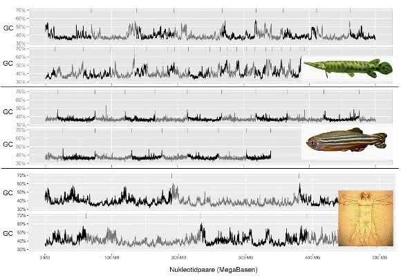 Der Vergleich von Knochenhecht (o.), Zebrafisch als Vertreter der Knochenfische (mi.) und Mensch als Vertreter der Säugetiere (u.) hinsichtlich Schwankungen und Homogenität der Nukleotid-Anteile G und C in Megabasen zeigt, dass die Ähnlichkeit beim Knochenhecht mit dem Menschen größer ist als mit dem Zebrafisch. (Foto: Symonova) Der Vergleich von Knochenhecht (o.), Zebrafisch als Vertreter der Knochenfische (mi.) und Mensch als Vertreter der Säugetiere (u.) hinsichtlich Schwankungen und Homogenität der Nukleotid-Anteile G und C in Megabasen zeigt, dass die Ähnlichkeit beim Knochenhecht mit dem Menschen größer ist als mit dem Zebrafisch. (Foto: Symonova)
