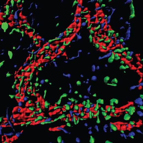 Immunzellen wandern auf ein Lymphgefäß (rot) zu; unbehandelte Zellen enthalten Semaphorin 4A (grün), bei den anderen ist es entfernt (blau). (Aufnahme: AG Worzfeld) Immunzellen wandern auf ein Lymphgefäß (rot) zu; unbehandelte Zellen enthalten Semaphorin 4A (grün), bei den anderen ist es entfernt (blau). (Aufnahme: AG Worzfeld)