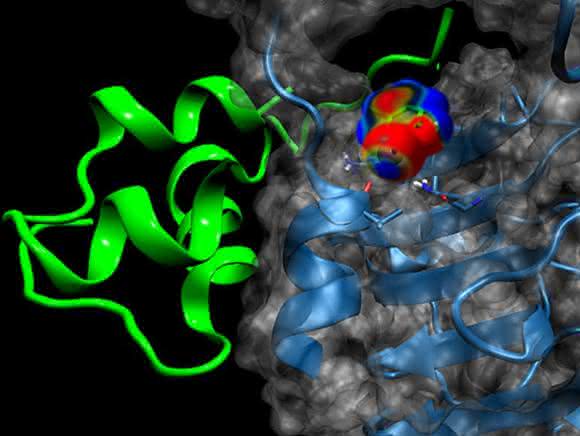 Bindung des Insulin-Analogons (grün) an seinen Rezeptor (hellblau). Die Oberfläche des Rezeptors ist in transparentem grau dargestellt. (© Universität Basel, Departement Chemie)