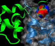 Bindung des Insulin-Analogons (grün) an seinen Rezeptor (hellblau). Die Oberfläche des Rezeptors ist in transparentem grau dargestellt. (© Universität Basel, Departement Chemie)