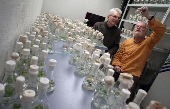 Klaus Appenroth (rechts) und Gerhard Jahreis in einem Labor der Universität Jena mit einer umfangreichen Sammlung von Wasserlinsengewächsen. (Foto: Jan-Peter Kasper/FSU) Klaus Appenroth (rechts) und Gerhard Jahreis in einem Labor der Universität Jena mit einer umfangreichen Sammlung von Wasserlinsengewächsen. (Foto: Jan-Peter Kasper/FSU)