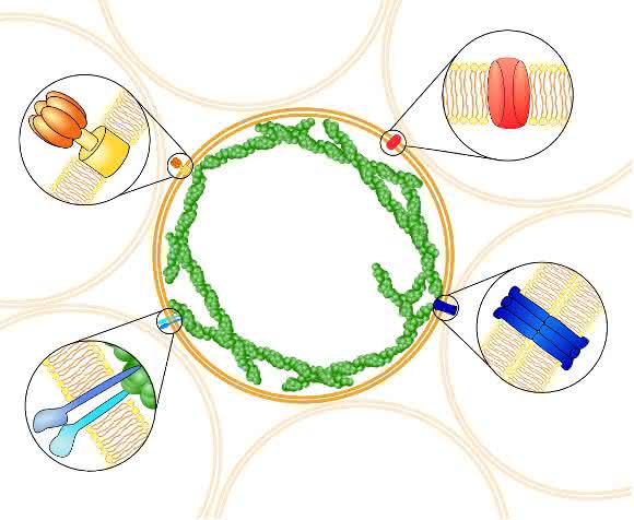 Schematische Darstellung lebender Schäume basierend auf funktionalen Riesenliposomen, die verschiedene Proteine zur Kommunikation und Anhebung untereinander sowie zur individuellen Kontraktion tragen. Riesenliposomen können einen Durchmesser von einem Zehntel Millimeter erreichen. (Grafik: Dr. Tabea Oswald)