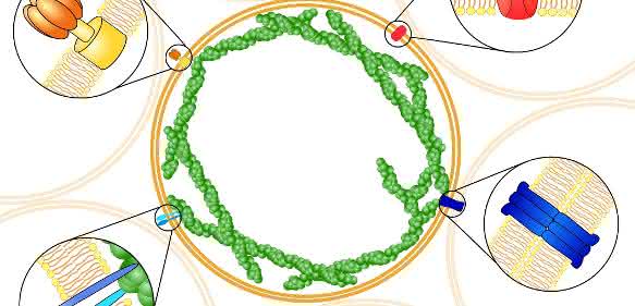 Schematische Darstellung lebender Schäume basierend auf funktionalen Riesenliposomen, die verschiedene Proteine zur Kommunikation und Anhebung untereinander sowie zur individuellen Kontraktion tragen. Riesenliposomen können einen Durchmesser von einem Zehntel Millimeter erreichen. (Grafik: Dr. Tabea Oswald)