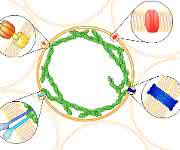 Schematische Darstellung lebender Schäume basierend auf funktionalen Riesenliposomen, die verschiedene Proteine zur Kommunikation und Anhebung untereinander sowie zur individuellen Kontraktion tragen. Riesenliposomen können einen Durchmesser von einem Zehntel Millimeter erreichen. (Grafik: Dr. Tabea Oswald)