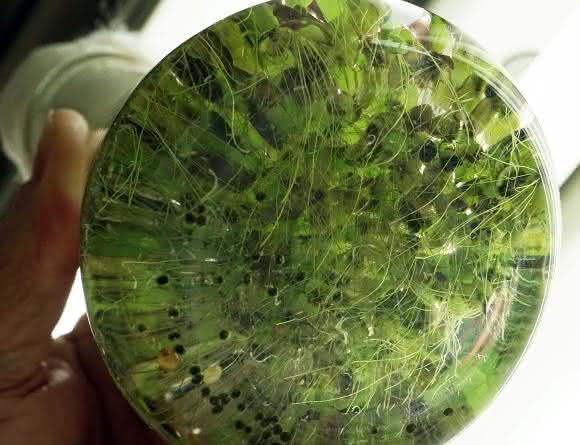 Wasserlinsen haben großes Potenzial für die menschliche Ernährung, das haben aktuelle Studien ergeben. (Foto: Jan-Peter Kasper/FSU) Wasserlinsen haben großes Potenzial für die menschliche Ernährung, das haben aktuelle Studien ergeben. (Foto: Jan-Peter Kasper/FSU)