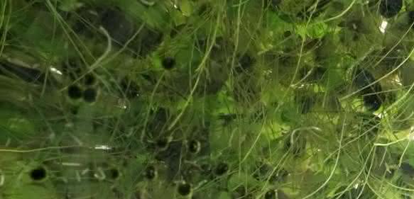 Wasserlinsen haben großes Potenzial für die menschliche Ernährung, das haben aktuelle Studien ergeben. (Foto: Jan-Peter Kasper/FSU)