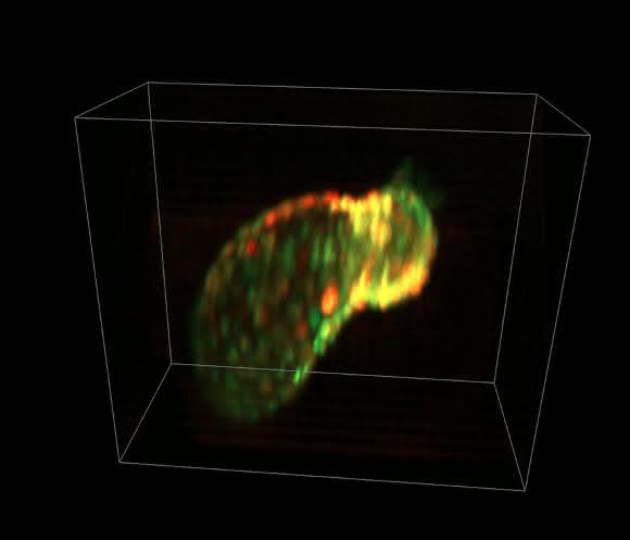 Zebrafisch-Herz: Schlagendes Herz einer Zebrafisch-Larve (56 Stunden nach Befruchtung). Muskelzellen 2-fach-Fluoreszenz-markiert mit Calcium-Indikator GCaMP und dsRed. In-vivo Aufnahmen mit SCAPE bei 25 Bildstapeln pro Sekunde, Bildfeldgröße: 335 x 288 x 156 µm. (Aufnahme: Hillmann / Li / Targoff, Columbia University) Zebrafisch-Herz: Schlagendes Herz einer Zebrafisch-Larve (56 Stunden nach Befruchtung). Muskelzellen 2-fach-Fluoreszenz-markiert mit Calcium-Indikator GCaMP und dsRed. In-vivo Aufnahmen mit SCAPE bei 25 Bildstapeln pro Sekunde, Bildfeldgröße: 335 x 288 x 156 µm. (Aufnahme: Hillmann / Li / Targoff, Columbia University)