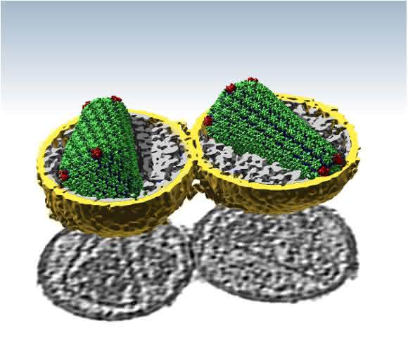 Einblicke in HIV in bislang unerreichter Auflösung: Die grün und rot dargestellten CA-Eiweiß-Strukturen formen die konische Schutzhülle des Virusgenoms. (Foto: Simone Mattei / EMBL)