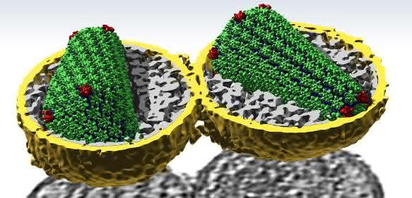 Einblicke in HIV in bislang unerreichter Auflösung: Die grün und rot dargestellten CA-Eiweiß-Strukturen formen die konische Schutzhülle des Virusgenoms. (Foto: Simone Mattei / EMBL)