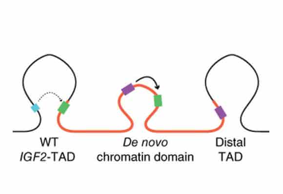 Das Gen IGF2 (grün) wird im DNA-Strang dupliziert (verdoppelte Region: orange). Dadurch entsteht eine neue dreidimensionale Struktur, die das Krebsgen in die Nähe von Verstärkerelementen (lila) bringt. (Quelle: Hanno Glimm / Jan O. Korbel) Das Gen IGF2 (grün) wird im DNA-Strang dupliziert (verdoppelte Region: orange). Dadurch entsteht eine neue dreidimensionale Struktur, die das Krebsgen in die Nähe von Verstärkerelementen (lila) bringt. (Quelle: Hanno Glimm / Jan O. Korbel)