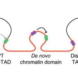 Das Gen IGF2 (grün) wird im DNA-Strang dupliziert (verdoppelte Region: orange). Dadurch entsteht eine neue dreidimensionale Struktur, die das Krebsgen in die Nähe von Verstärkerelementen (lila) bringt. (Quelle: Hanno Glimm / Jan O. Korbel) Das Gen IGF2 (grün) wird im DNA-Strang dupliziert (verdoppelte Region: orange). Dadurch entsteht eine neue dreidimensionale Struktur, die das Krebsgen in die Nähe von Verstärkerelementen (lila) bringt. (Quelle: Hanno Glimm / Jan O. Korbel)