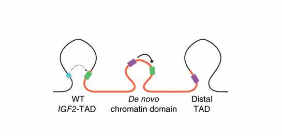 Das Gen IGF2 (grün) wird im DNA-Strang dupliziert (verdoppelte Region: orange). Dadurch entsteht eine neue dreidimensionale Struktur, die das Krebsgen in die Nähe von Verstärkerelementen (lila) bringt. (Quelle: Hanno Glimm / Jan O. Korbel) Das Gen IGF2 (grün) wird im DNA-Strang dupliziert (verdoppelte Region: orange). Dadurch entsteht eine neue dreidimensionale Struktur, die das Krebsgen in die Nähe von Verstärkerelementen (lila) bringt. (Quelle: Hanno Glimm / Jan O. Korbel)