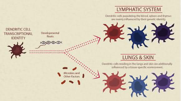 Herkunft und Umgebung haben Einfluss auf die Identität von dendritischen Zellen: Während dendritische Zellen des lymphatischen Systems überwiegend durch ihre Entwicklung geprägt sind, werden sie in der Lunge und der Haut vorwiegend durch gewebespezifische Faktoren beeinflusst.  (© Carla Schaffer / AAAS)