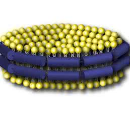 Um Interaktionen isoliert und unter kontrollierten Bedingungen aufzuklären, benutzten die Forscher sogenannte „Nanodiscs" als Modellsystem. Diese bestehen wie Zellmembranen aus einer Doppelschicht von Lipiden (gelb). Ein umlaufendes Gerüst-Protein (blau) hält sie zusammen. (Copyright: Forschungszentrum Jülich) Um Interaktionen isoliert und unter kontrollierten Bedingungen aufzuklären, benutzten die Forscher sogenannte „Nanodiscs" als Modellsystem. Diese bestehen wie Zellmembranen aus einer Doppelschicht von Lipiden (gelb). Ein umlaufendes Gerüst-Protein (blau) hält sie zusammen. (Copyright: Forschungszentrum Jülich)