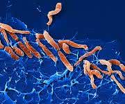 Helicobacter pylori