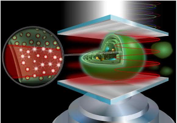 Weißlicht (oben, bestehend aus vielen Wellenlängen) trifft auf einen „Mikroresonator“ aus zwei Silberspiegeln mit wenigen Mikrometern Abstand, die ein starkes optisches Feld aufbauen. Wird ein Cyanobakterium (Mitte) diesem ausgesetzt, könnten die lichtsammelnden Photosynthese-Komplexe des Bakteriums (Vergrößerung, links) „gleichgeschaltet" bzw. „verschränkt“ werden. Eventuelle Änderungen in der photosynthetischen Effizienz, werden über ein Mikroskopobjektiv (unten, nicht maßstabsgetreu) erfasst und untersucht. (Abbildung: Meixner / Universität Tübingen)