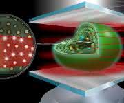 Weißlicht (oben, bestehend aus vielen Wellenlängen) trifft auf einen „Mikroresonator“ aus zwei Silberspiegeln mit wenigen Mikrometern Abstand, die ein starkes optisches Feld aufbauen. Wird ein Cyanobakterium (Mitte) diesem ausgesetzt, könnten die lichtsammelnden Photosynthese-Komplexe des Bakteriums (Vergrößerung, links) „gleichgeschaltet" bzw. „verschränkt“ werden. Eventuelle Änderungen in der photosynthetischen Effizienz, werden über ein Mikroskopobjektiv (unten, nicht maßstabsgetreu) erfasst und untersucht. (Abbildung: Meixner / Universität Tübingen)