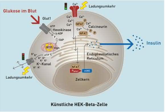 künstliche HEK-Beta-Zelle