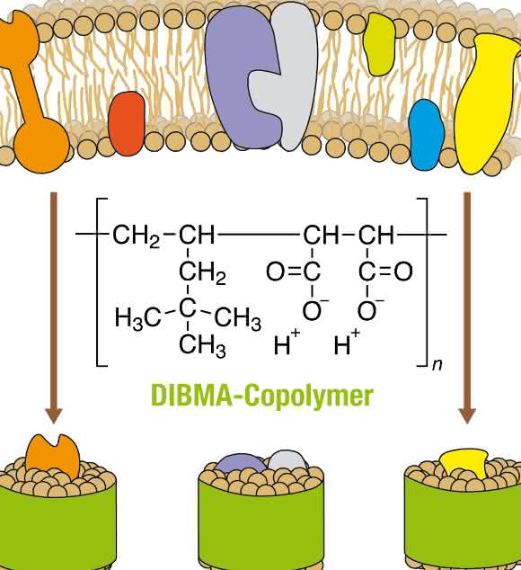Schematische Darstellung der Extraktion von Membranproteinen aus einer biologischen Membran (oben) unter Bildung von Nanodiscs (unten), in denen ein Polymer (grün) eine Lipiddoppelschicht (braun) mit eingebetteten Proteinen (andere Farben) umschließt. Schematische Darstellung der Extraktion von Membranproteinen aus einer biologischen Membran (oben) unter Bildung von Nanodiscs (unten), in denen ein Polymer (grün) eine Lipiddoppelschicht (braun) mit eingebetteten Proteinen (andere Farben) umschließt.