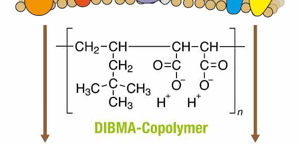 Schematische Darstellung der Extraktion von Membranproteinen aus einer biologischen Membran (oben) unter Bildung von Nanodiscs (unten), in denen ein Polymer (grün) eine Lipiddoppelschicht (braun) mit eingebetteten Proteinen (andere Farben) umschließt.