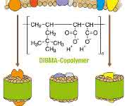 Schematische Darstellung der Extraktion von Membranproteinen aus einer biologischen Membran (oben) unter Bildung von Nanodiscs (unten), in denen ein Polymer (grün) eine Lipiddoppelschicht (braun) mit eingebetteten Proteinen (andere Farben) umschließt.