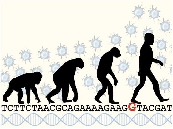 Der Austausch eines einzigen Buchstabens (rot) im Code des ARHGAP11B-Gens hat zur Folge, dass sich beim modernen Menschen mehr Stammzellen im Gehirn bilden als bei früheren Menschenformen. (© MPI f. molekulare Zellbiologie und Genetik)