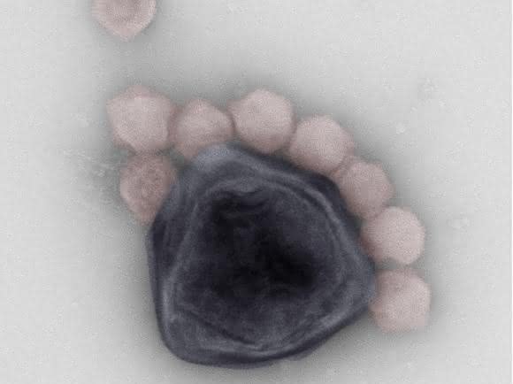 Partikel des Riesenvirus CroV (blau) und des Virophagen Mavirus (rot). (© MPI f. medizinische Forschung / U. Mersdorf und M. Fischer)