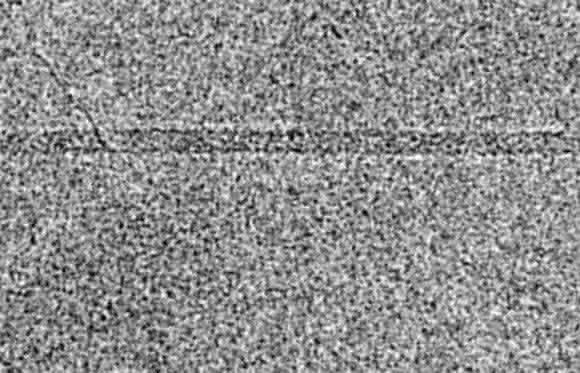 Cryo-elektronenmikroskopische Aufnahme eines Filamentes