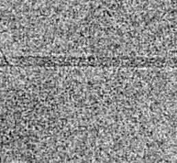 Cryo-elektronenmikroskopische Aufnahme eines Filamentes Cryo-elektronenmikroskopische Aufnahme eines Filamentes