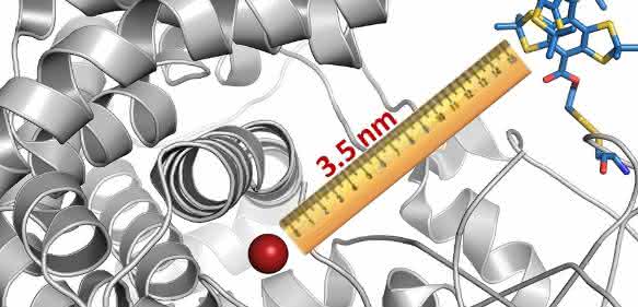 Die Wissenschaftler haben ein Cytochrom-Molekül mit einem magnetischen Etikett versehen (blau-gelb-rote Struktur rechts oben). In diesem Fall fungierte ein Bestandteil des Cytochroms (rot) selbst als zweites Label; es war also keine weitere Markierung nötig. Mit ihrer Methode konnten die Forscher dann den Abstand zwischen beiden Labeln bestimmen. (© AG Schiemann / Uni Bonn)