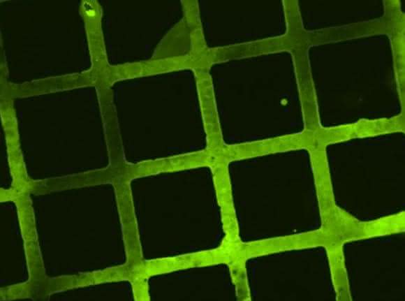 Im mikroskopischen Fluoreszenzbild lassen sich die Strukturen aus Molekülen erkennen, die zu Testzwecken auf die bioabbaubare Beschichtung gedruckt wurden. (Bild: KIT)