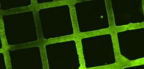 Im mikroskopischen Fluoreszenzbild lassen sich die Strukturen aus Molekülen erkennen, die zu Testzwecken auf die bioabbaubare Beschichtung gedruckt wurden. (Bild: KIT)