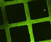 Im mikroskopischen Fluoreszenzbild lassen sich die Strukturen aus Molekülen erkennen, die zu Testzwecken auf die bioabbaubare Beschichtung gedruckt wurden. (Bild: KIT)
