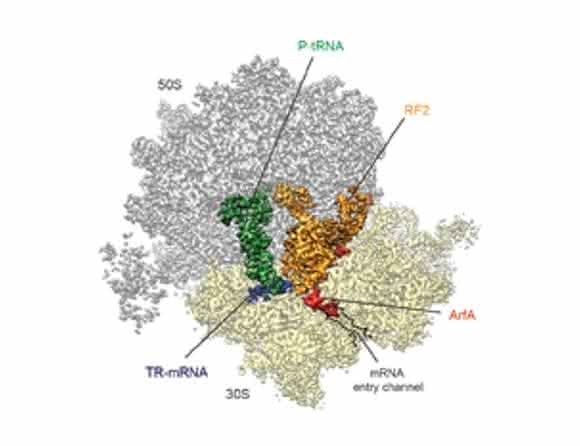 Kryo-elektronenmikroskopische Struktur: Die Interaktion von ArfA (rot) mit dem Terminationsfaktor (gelb) recycelt durch defekte mRNA (blau) blockierte Ribosomen. (Bild: LMU / Nature)