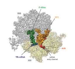 Kryo-elektronenmikroskopische Struktur: Die Interaktion von ArfA (rot) mit dem Terminationsfaktor (gelb) recycelt durch defekte mRNA (blau) blockierte Ribosomen. (Bild: LMU / Nature) Kryo-elektronenmikroskopische Struktur: Die Interaktion von ArfA (rot) mit dem Terminationsfaktor (gelb) recycelt durch defekte mRNA (blau) blockierte Ribosomen. (Bild: LMU / Nature)