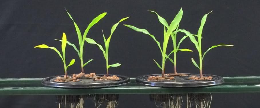 Die Versuchsergebnisse zeigen eine bessere Wurzelentwicklung bei der Behandlung mit Acceleron Seed Applied Solutions + Acceleron B-300 SAT (rechts) gegenüber einer Behandlung ausschließlich mit Acceleron Seed Applied Solutions. Die Versuchsergebnisse zeigen eine bessere Wurzelentwicklung bei der Behandlung mit Acceleron Seed Applied Solutions + Acceleron B-300 SAT (rechts) gegenüber einer Behandlung ausschließlich mit Acceleron Seed Applied Solutions.