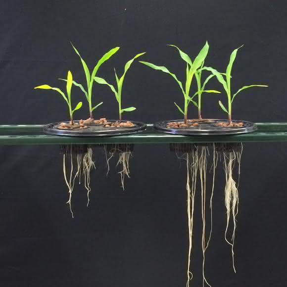 Die Versuchsergebnisse zeigen eine bessere Wurzelentwicklung bei der Behandlung mit Acceleron Seed Applied Solutions + Acceleron B-300 SAT (rechts) gegenüber einer Behandlung ausschließlich mit Acceleron Seed Applied Solutions.