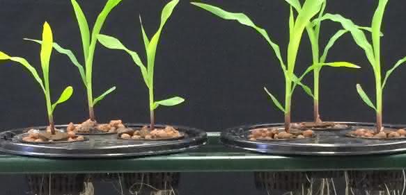 Die Versuchsergebnisse zeigen eine bessere Wurzelentwicklung bei der Behandlung mit Acceleron Seed Applied Solutions + Acceleron B-300 SAT (rechts) gegenüber einer Behandlung ausschließlich mit Acceleron Seed Applied Solutions. Die Versuchsergebnisse zeigen eine bessere Wurzelentwicklung bei der Behandlung mit Acceleron Seed Applied Solutions + Acceleron B-300 SAT (rechts) gegenüber einer Behandlung ausschließlich mit Acceleron Seed Applied Solutions.