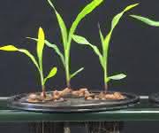 Die Versuchsergebnisse zeigen eine bessere Wurzelentwicklung bei der Behandlung mit Acceleron Seed Applied Solutions + Acceleron B-300 SAT (rechts) gegenüber einer Behandlung ausschließlich mit Acceleron Seed Applied Solutions.
