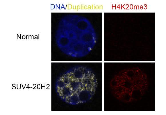Die Abbildung zeigt einen normalen murinen Embryo (obere Reihe) und einen mit erhöhter Suv4-20 Expression (untere Reihe, Methylierung in Rot). Während die Zellen ohne Histon-Modifikationen ihre DNA verdoppeln (oben, wenige Zellen in Gelb) und dann zur Zellteilung voranschreiten, verharren die Zellen mit viel Suv4-20 in der Verdopplungsphase (zahlreiche gelbe Zellen) und können sich nicht mehr teilen. (Quelle: Helmholtz Zentrum München / Andre Eid)