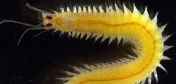 Meeresringelwurm