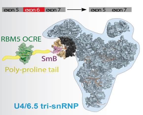 Das Protein RBM5 hilft, den Spleiß-Apparat zur Boten-RNA zu bringen, indem es an eines dieser Proteine bindet. Dadurch entscheidet RBM5, welche Isoform von Fas hergestellt wird. (Quelle: Helmholtz Zentrum München) Das Protein RBM5 hilft, den Spleiß-Apparat zur Boten-RNA zu bringen, indem es an eines dieser Proteine bindet. Dadurch entscheidet RBM5, welche Isoform von Fas hergestellt wird. (Quelle: Helmholtz Zentrum München)