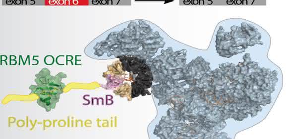 Das Protein RBM5 hilft, den Spleiß-Apparat zur Boten-RNA zu bringen, indem es an eines dieser Proteine bindet. Dadurch entscheidet RBM5, welche Isoform von Fas hergestellt wird. (Quelle: Helmholtz Zentrum München) Das Protein RBM5 hilft, den Spleiß-Apparat zur Boten-RNA zu bringen, indem es an eines dieser Proteine bindet. Dadurch entscheidet RBM5, welche Isoform von Fas hergestellt wird. (Quelle: Helmholtz Zentrum München)
