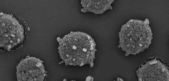 T-Lymphozyten