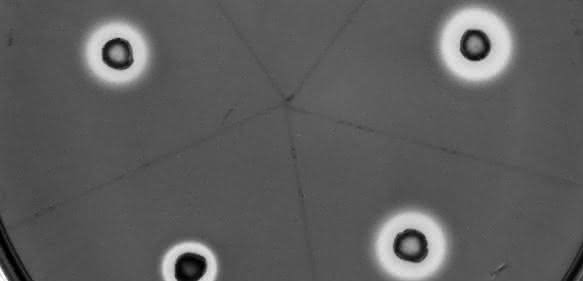 Der sapotrophe Pilz Trichoderma reesei wird zur Produktion von Kohlenhydrat-aktiven Enzymen eingesetzt. (Copyright: TU Wien)
