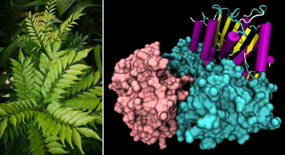 Das asiatische Mahagonigewächs Aglaia (links) enthält einen Naturstoff, der gegen das Ebolavirus hilft, wie Marburger und Gießener Wissenschaftlerinnen und Wissenschaftler herausfanden (Foto: Ohio State University). Das Enzym eIF4A ermöglicht es dem Ebolavirus, seine eigene Proteine zu produzieren, sofern es nicht durch Silvestrol gehemmt wird (Abb.: Ayacop/Commons).